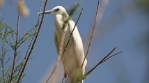 Nowruzlu Wetland