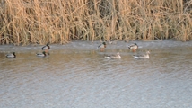 Nowruzlu Wetland