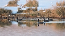 Nowruzlu Wetland