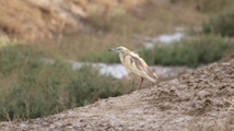 Nowruzlu Wetland