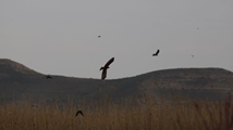 Nowruzlu Wetland