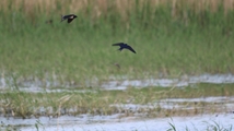 Nowruzlu Wetland