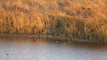 Nowruzlu Wetland