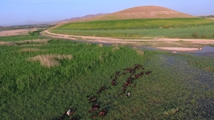 Nowruzlu Wetland