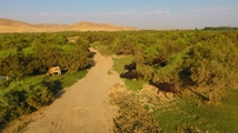 Nowruzlu Wetland