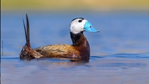 Nowruzlu Wetland