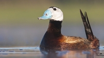 Nowruzlu Wetland