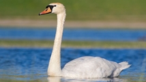 Nowruzlu Wetland