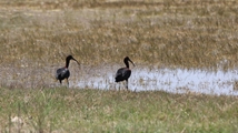 Nowruzlu Wetland