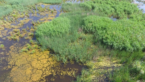 Nowruzlu Wetland